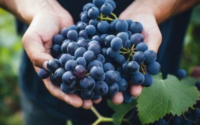 Close-up of male hands holding a bunch of dark blue grapes to illustrate the article  The Parable of the Vineyard Workers. Lightstock.com/LoginovVados